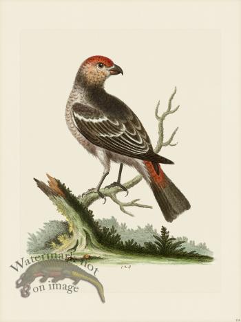 Edwards 124 Greatest Bullfinch